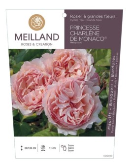 Rosier à grandes fleurs PRINCESSE CHARLENE DE MONACO ® Meidysouk