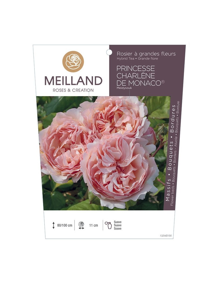 Rosier à grandes fleurs PRINCESSE CHARLENE DE MONACO ® Meidysouk