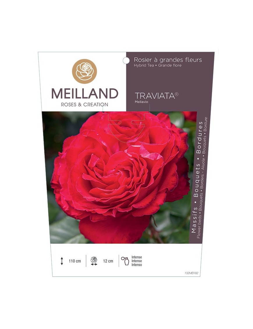 Rosier à grandes fleurs TRAVIATA ® Meilavio