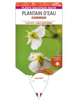 ALISMA plantago-aquatica voir Plantain d'Eau commun