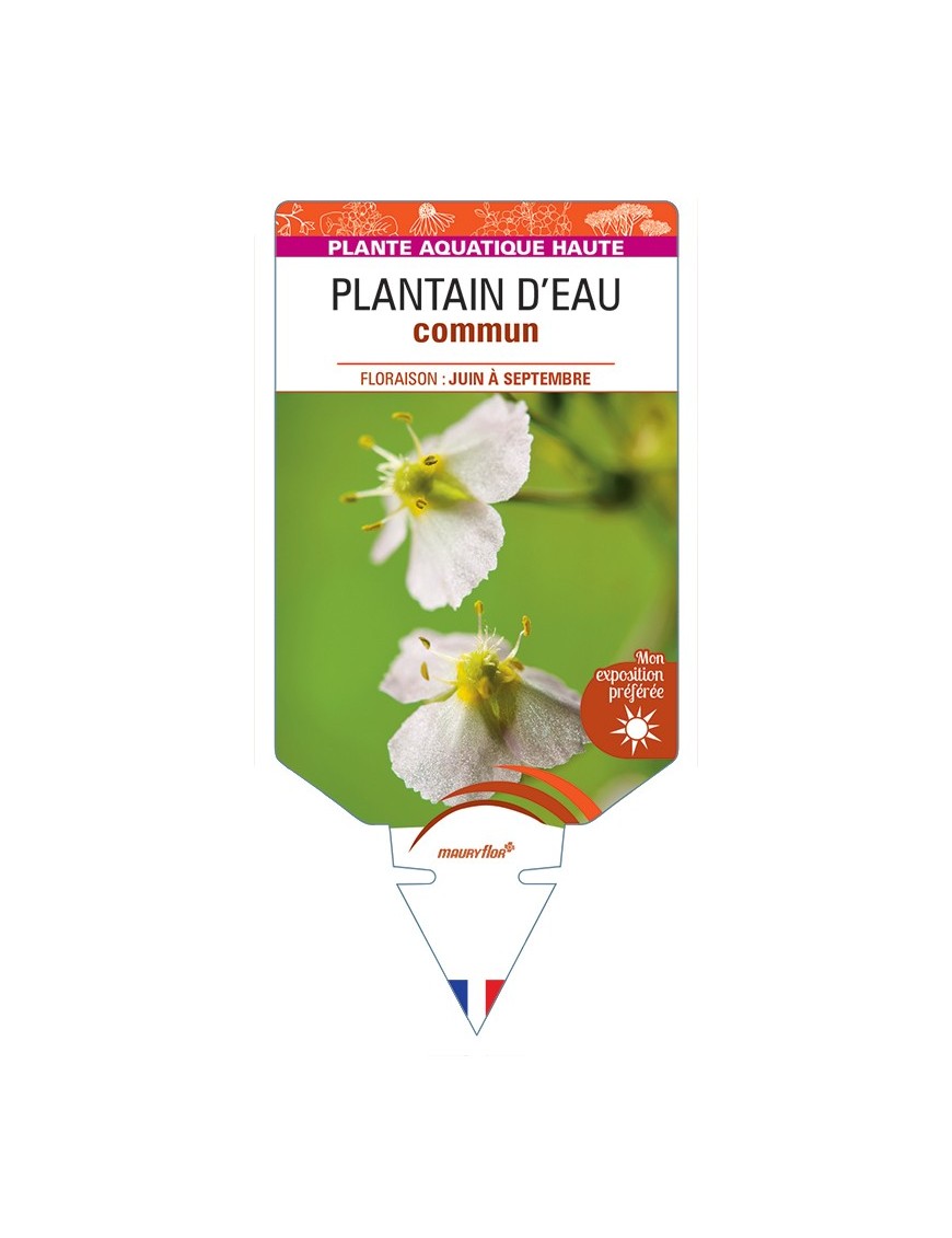 ALISMA plantago-aquatica voir Plantain d'Eau commun