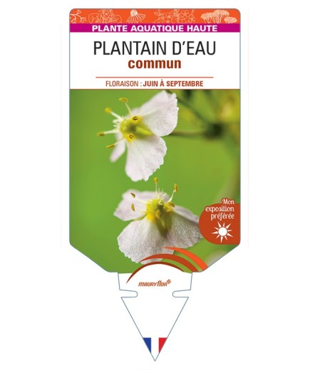 ALISMA plantago-aquatica voir Plantain d'Eau commun