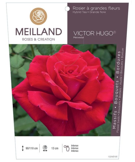 Rosier à grandes fleurs VICTOR HUGO ® Meivestal