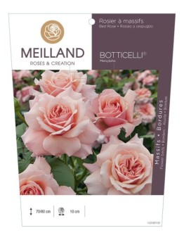 Rosier à massifs BOTTICELLI ® Meisylpho