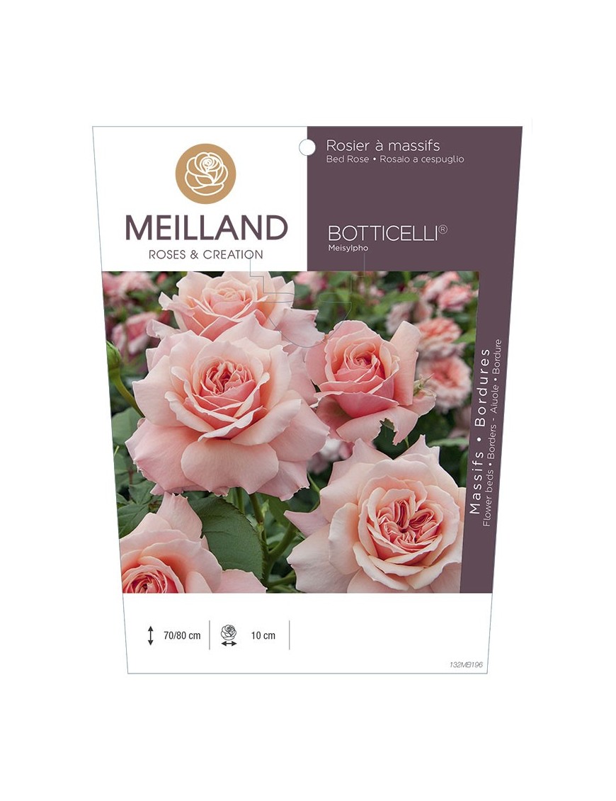 Rosier à massifs BOTTICELLI ® Meisylpho