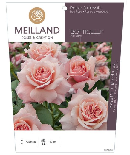 Rosier à massifs BOTTICELLI ® Meisylpho
