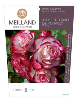 Rosier à massifs JUBILÉ DU PRINCE DE MONACO ® Meisponge