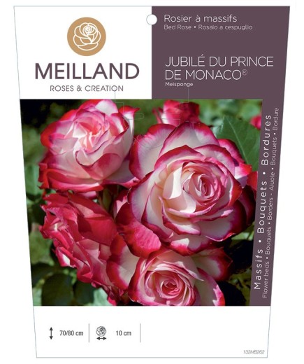 Rosier à massifs JUBILÉ DU PRINCE DE MONACO ® Meisponge
