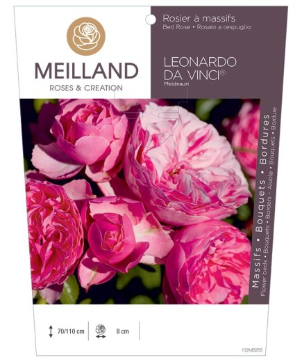 Rosier à massifs LÉONARDO DA VINCI ® Meideauri