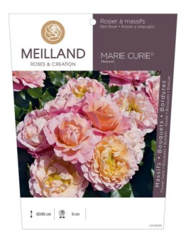 Rosier à massifs MARIE CURIE ® Meilomit