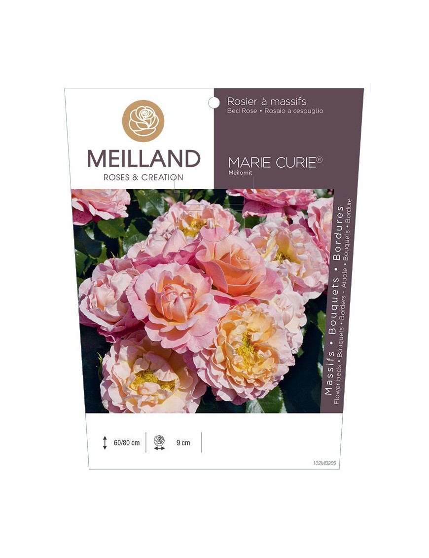 Rosier à massifs MARIE CURIE ® Meilomit