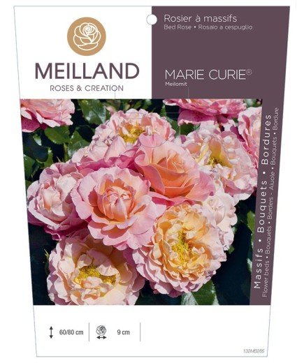 Rosier à massifs MARIE CURIE ® Meilomit