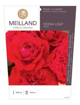 Rosier à massifs MONA LISA ® Meilyxir