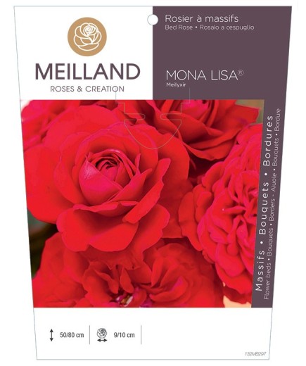 Rosier à massifs MONA LISA ® Meilyxir