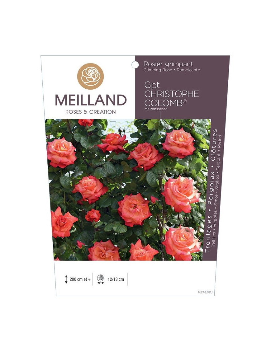 Rosier grimpant CHRISTOPHE COLOMB ® Meironssesar