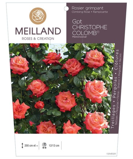 Rosier grimpant CHRISTOPHE COLOMB ® Meironssesar