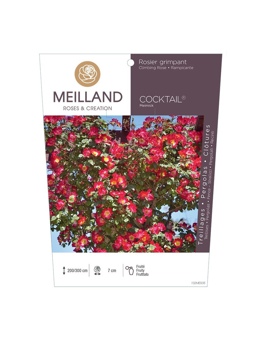 Rosier grimpant COCKTAIL ® Meimick