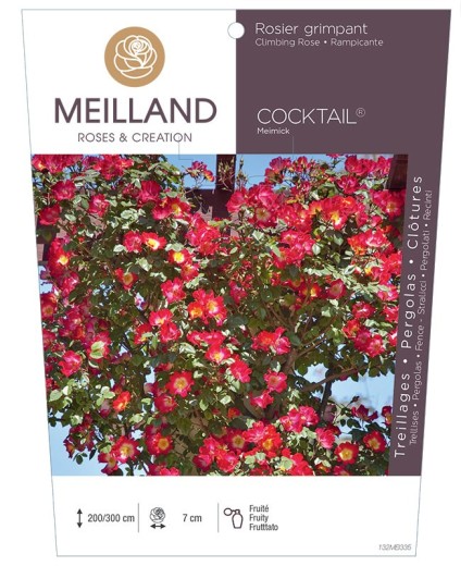 Rosier grimpant COCKTAIL ® Meimick