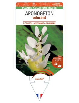 APONOGETON (distachyos) odorant