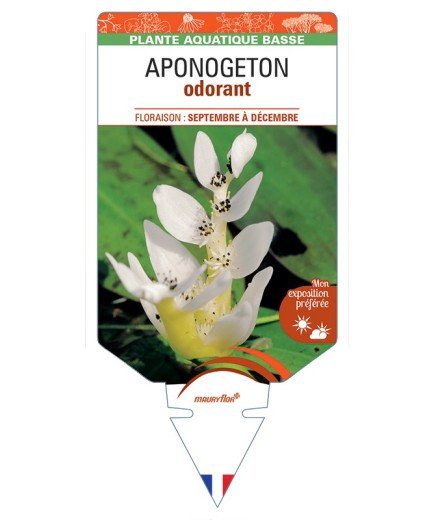 APONOGETON (distachyos) odorant