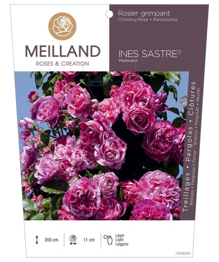 Rosier grimpant INES SASTRE ® Meiteratol