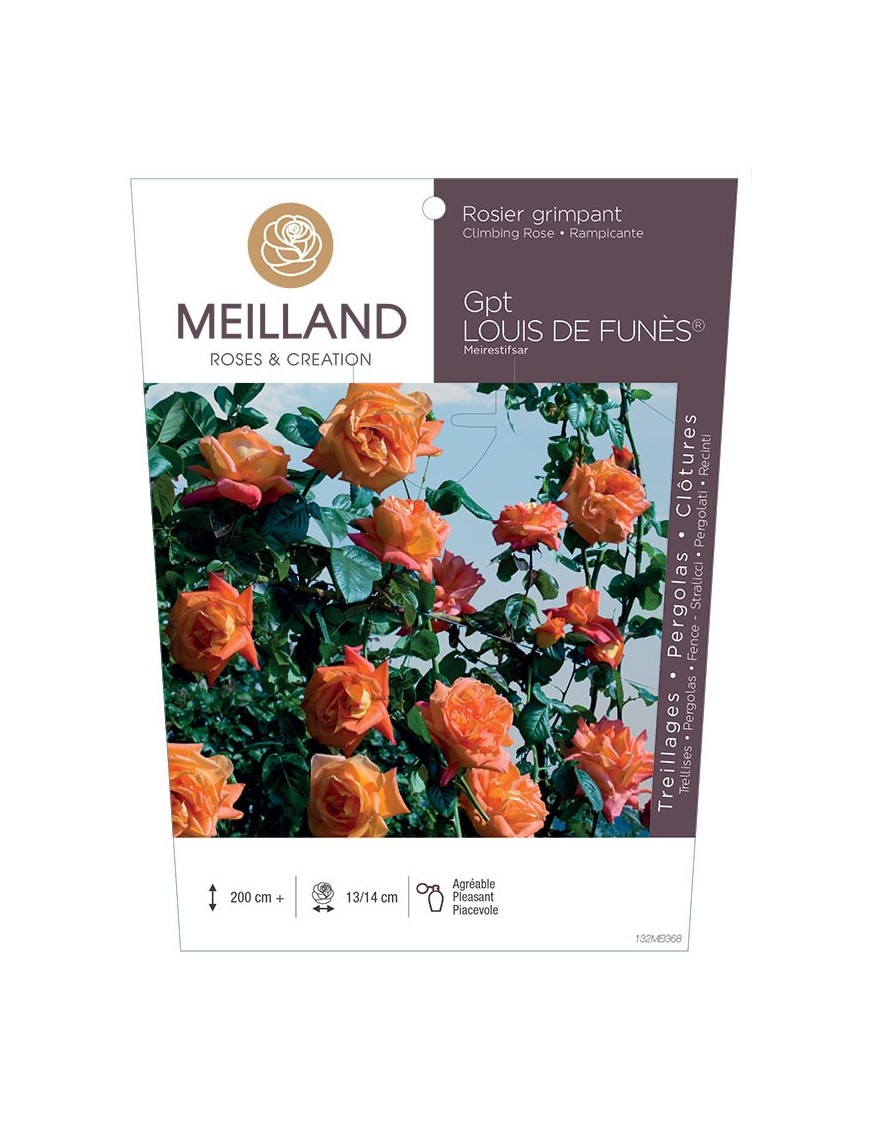 Rosier grimpant LOUIS DE FUNES ® Meirestifsar