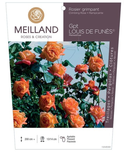 Rosier grimpant LOUIS DE FUNES ® Meirestifsar