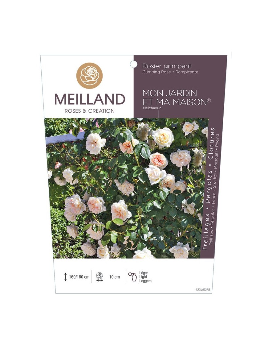 Rosier grimpant MON JARDIN ET MA MAISON ® Meichavrin