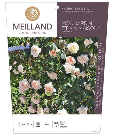Rosier grimpant MON JARDIN ET MA MAISON ® Meichavrin