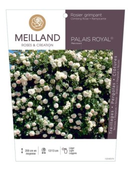 Rosier grimpant PALAIS ROYAL ® Meiviowit