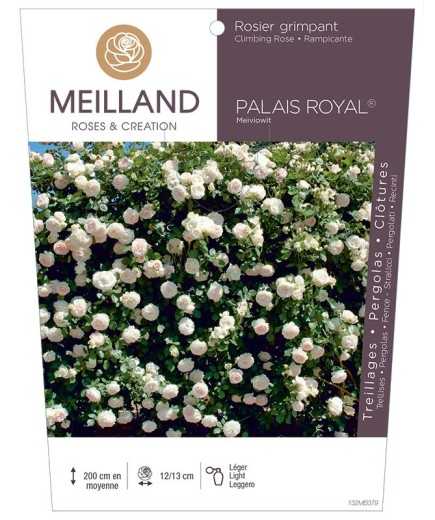 Rosier grimpant PALAIS ROYAL ® Meiviowit