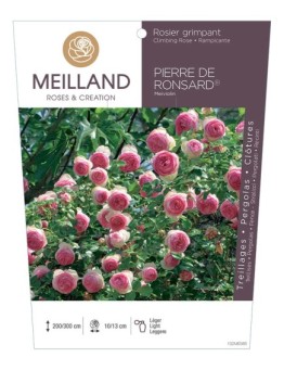Rosier grimpant PIERRE DE RONSARD ® Meiviolin