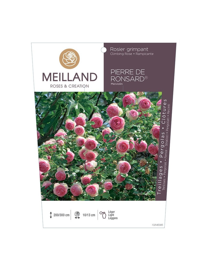 Rosier grimpant PIERRE DE RONSARD ® Meiviolin