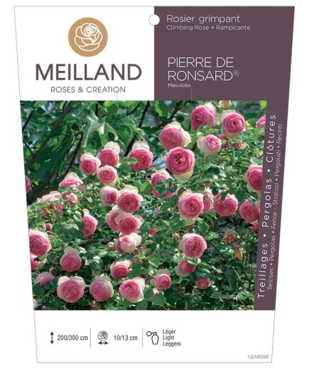 Rosier grimpant PIERRE DE RONSARD ® Meiviolin