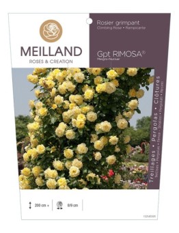 Rosier grimpant RIMOSA ® Meigro-Nurisar