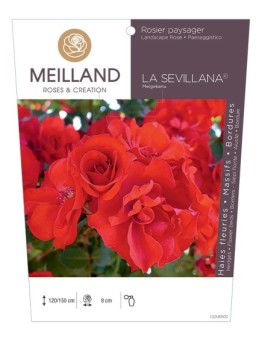 Rosier paysager LA SÉVILLANA ® Meigekanu