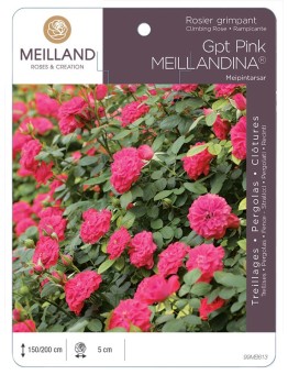 Rosier grimpant PINK MEILLANDINA® Meipintarsar