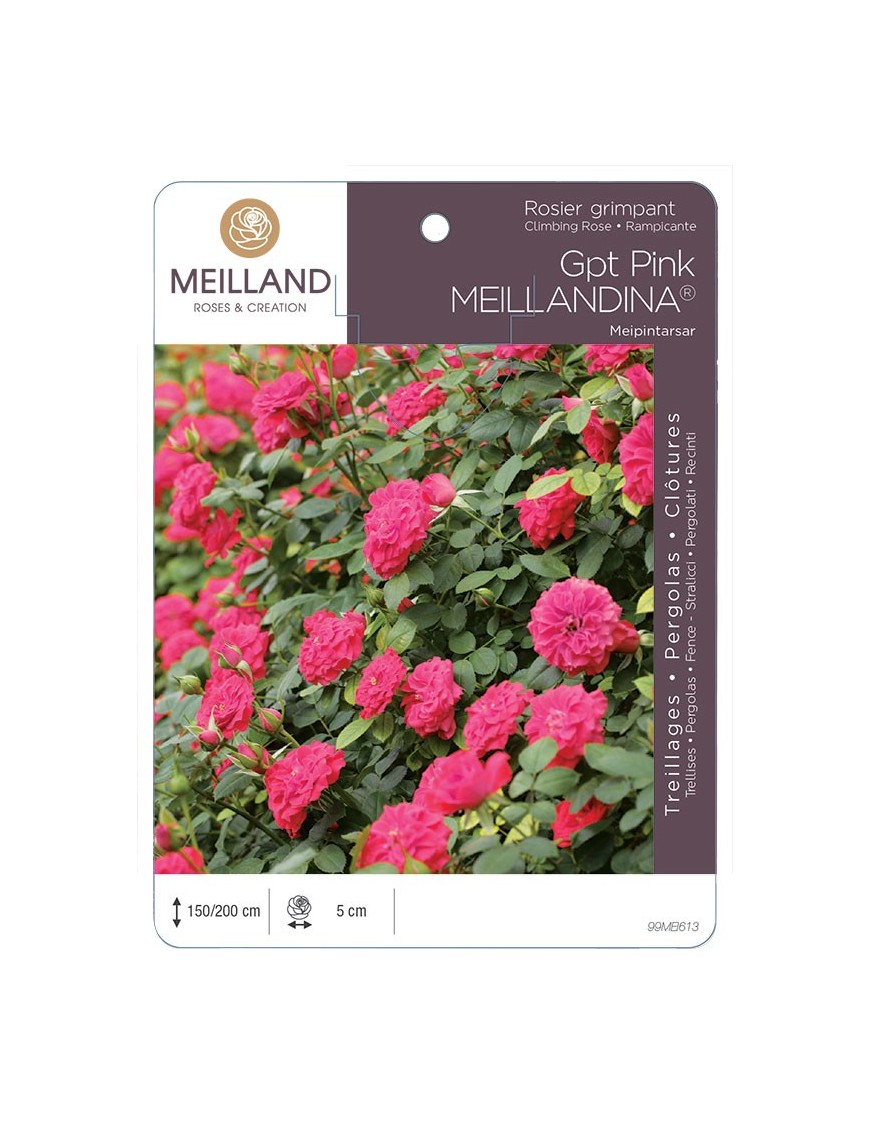 Rosier grimpant PINK MEILLANDINA® Meipintarsar