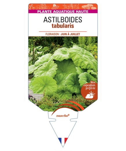 ASTILBOIDES tabularis