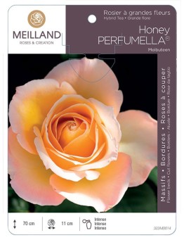 Rosier à grandes fleurs Honey PERFUMELLA® Meibuteen