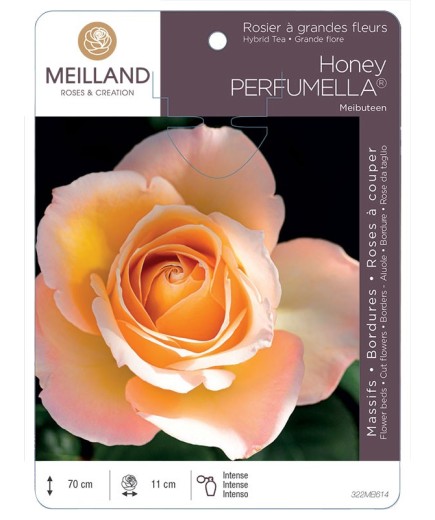 Rosier à grandes fleurs Honey PERFUMELLA® Meibuteen