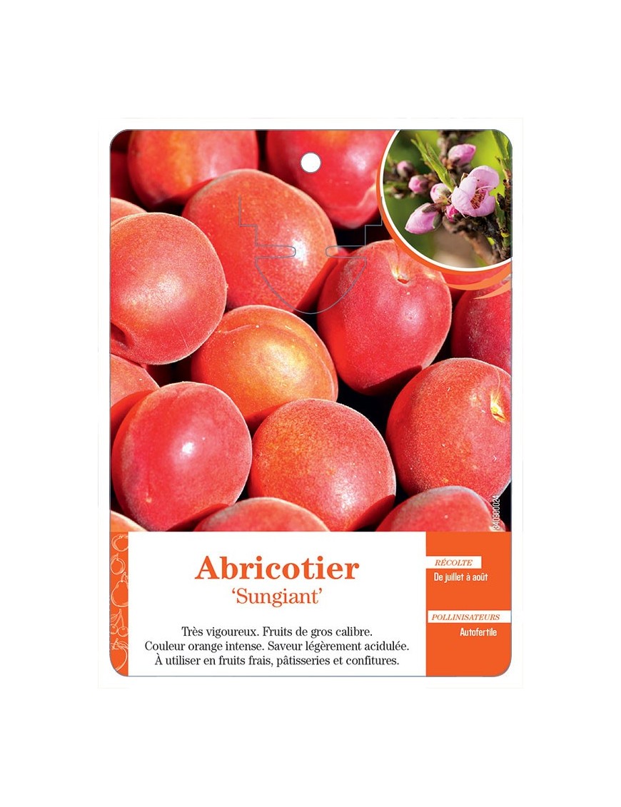 ABRICOTIER ‘SUNGIANT’