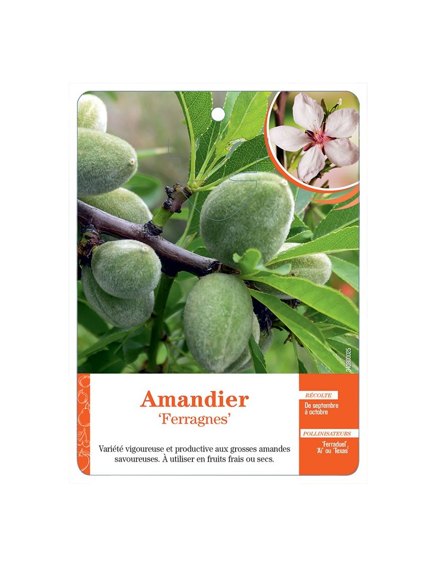 AMANDIER ‘FERRAGNES’