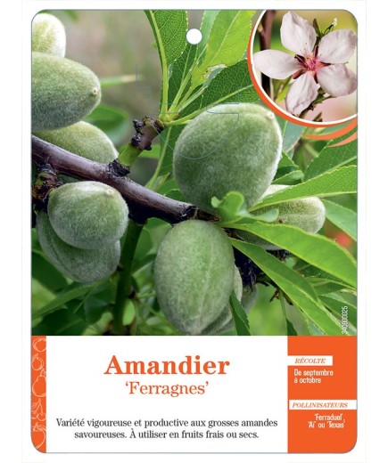 AMANDIER ‘FERRAGNES’