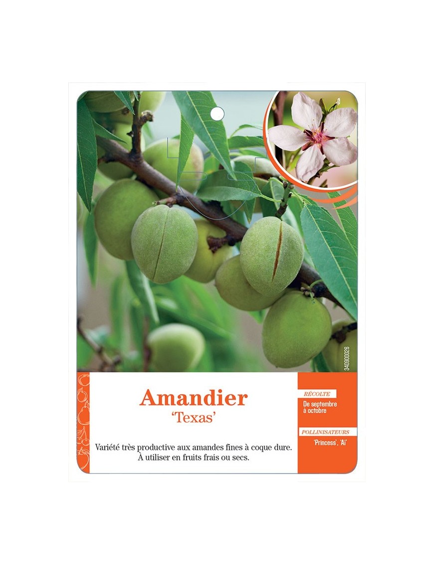 AMANDIER ‘TEXAS’