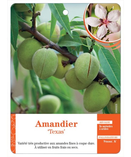 AMANDIER ‘TEXAS’