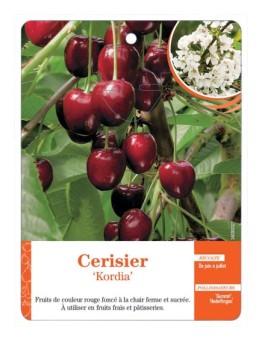 CERISIER ‘KORDIA’