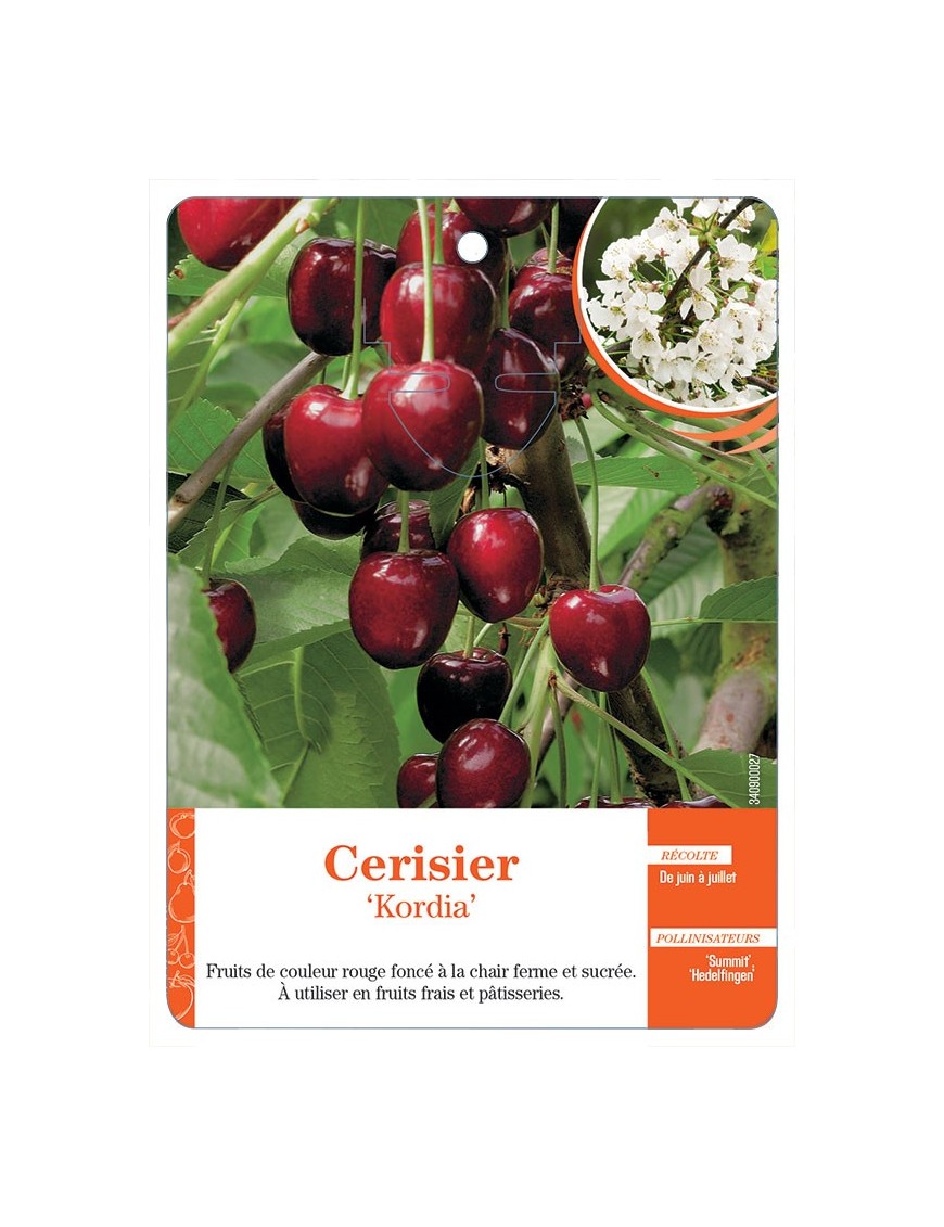 CERISIER ‘KORDIA’