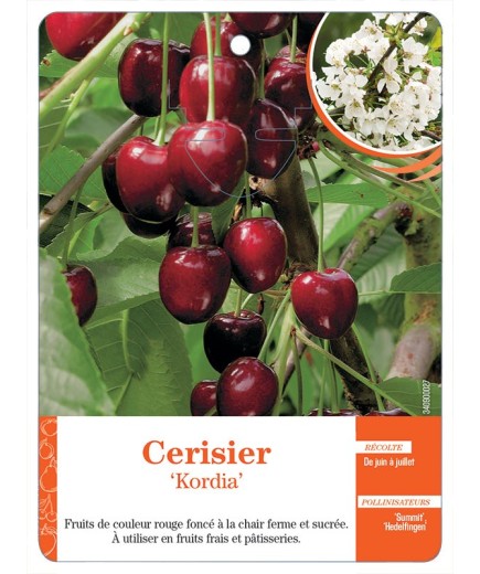 CERISIER ‘KORDIA’