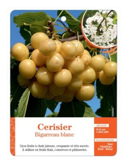 CERISIER BIGARREAU BLANC